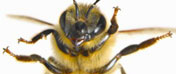 biZup - buzz marketing, viral marketing, e-marketing, etc.